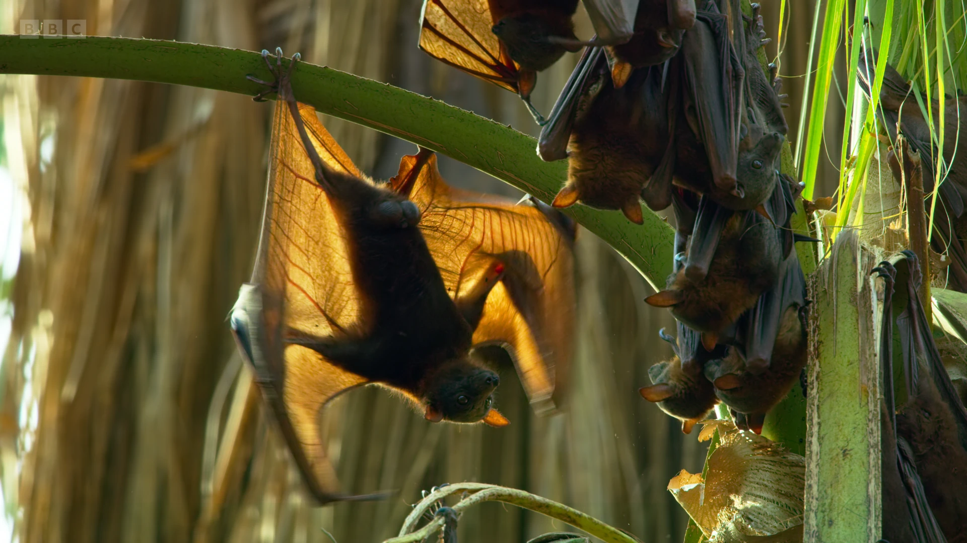 Little red flying fox (Pteropus scapulatus) as shown in Seven Worlds, One Planet - Australia